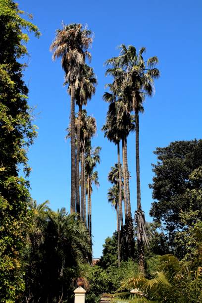 istock foliage of palm trees with blue sky 1166157500