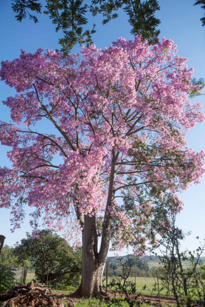 istock beautiful tree in full blossom south africa 1166157554