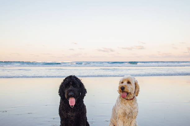 5+ Free Australian Labradoodles & Labradoodle Images - Pixabay