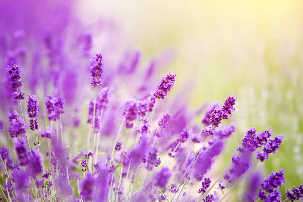 istock Lavender bushes closeup on sunset. 1166158814