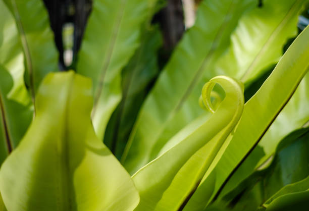 closeup leaves asplenium scolopendrium, known as hart's tongue plant - fern spiral frond green imagens e fotografias de stock