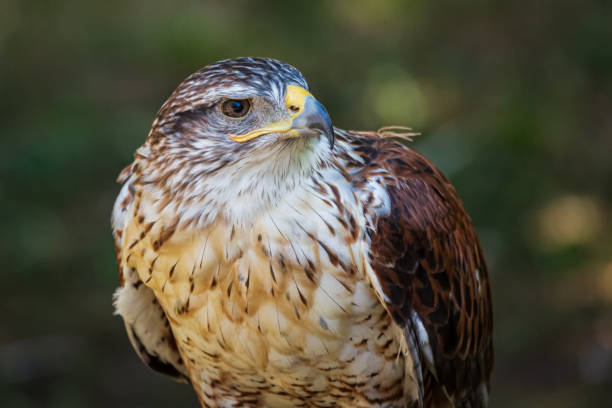 istock Ferruginous hawk or Butea regalis in side angle view. 1166158934