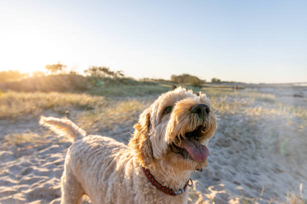 australijski labradoodle gra na plaży - puppy dog toy outdoors zdjęcia i obrazy z banku zdjęć