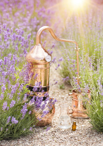 istock Distilling apparatus alembic with esential oil. 1166158977