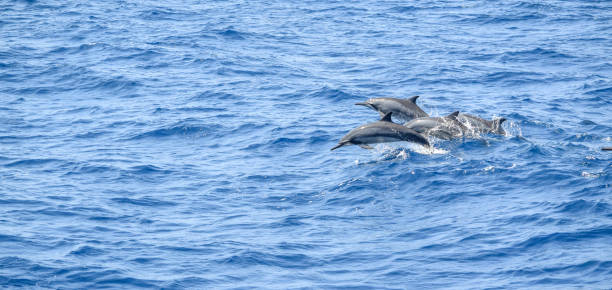 dauphins océaniques - moistness photos et images de collection