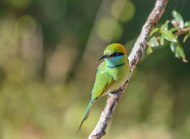 Green bee-eater little green bee-eater bird seen in Sri Lanka bee eater photos stock pictures, royalty-free photos & images