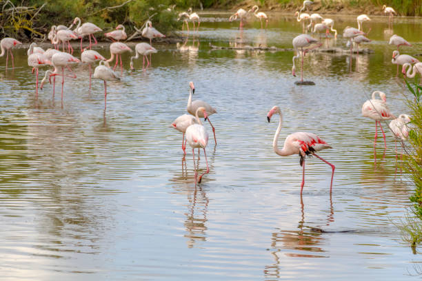 istock Flamingos in the Camargue 1166160097
