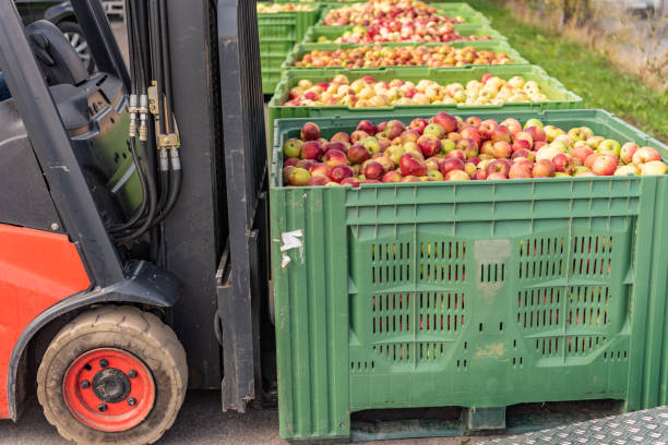 Forklift carries crates of fruit. Apples in container