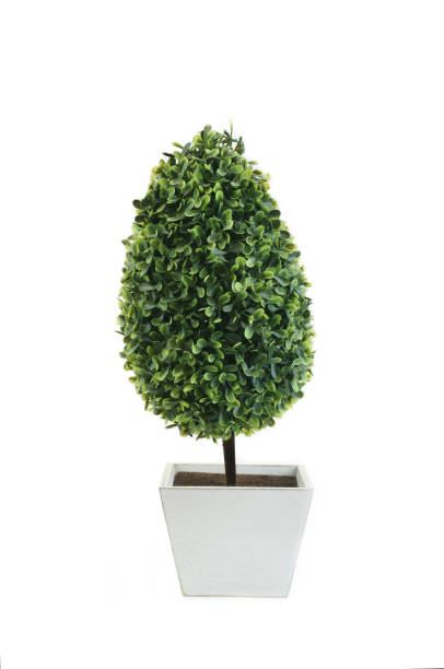 istock Decorative Artificial Green Plants in White Pots 1166160183