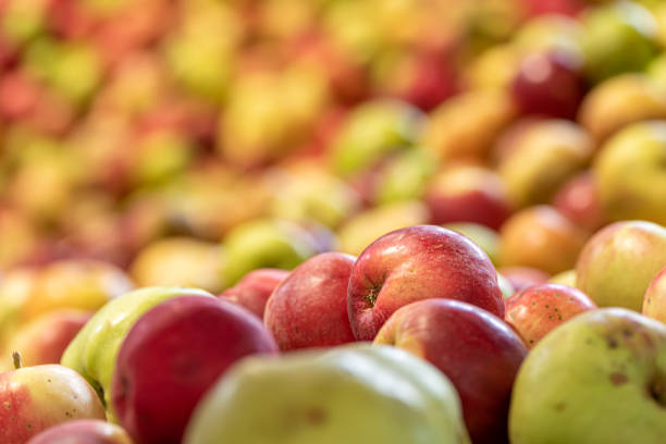 Some Ripe fall apples against glowing blurred background in season autumn