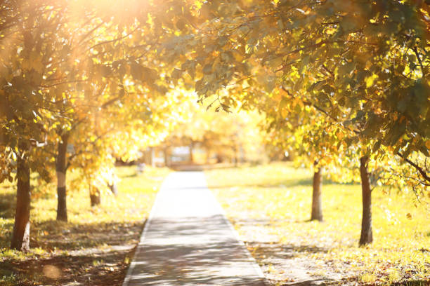 Autumn rain in the park during the day