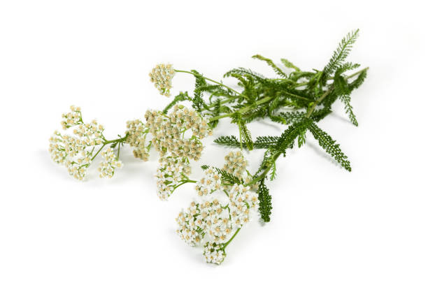 istock Yarrow flowers on branches close-up on a light background 1166163479