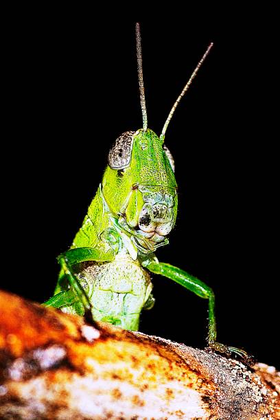 istock Grasshopper climbing branch - black background. 1166163545
