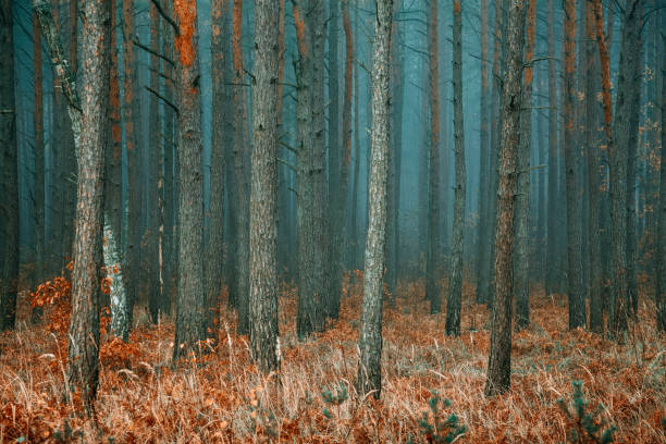 Foggy morning in a pine forest covered with fallen foliage and dry grass.