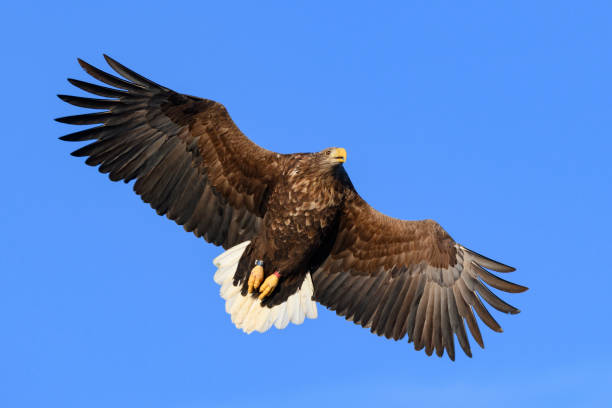 istock White-tailed eagle or sea eagle hunting in the sky over Northern Norway 1166163629