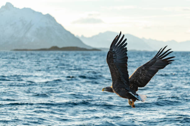 istock White-tailed eagle or sea eagle hunting in the sky over Northern Norway 1166163870