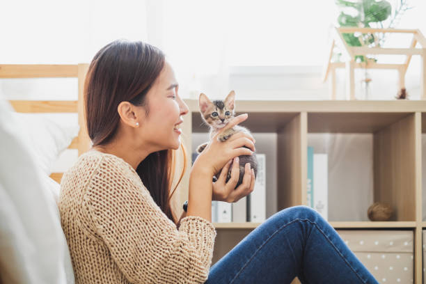 joven asiática sosteniendo y jugando con su gato gatito lindo con el momento encantador, mascota y concepto humano - domestic cat child little girls kitten fotografías e imágenes de stock