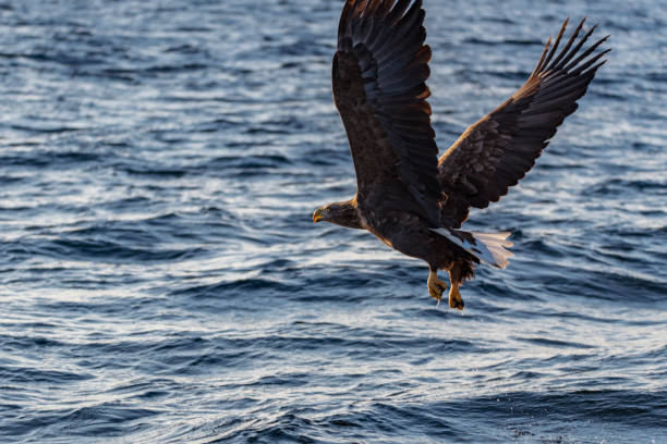 istock White-tailed eagle or sea eagle hunting in the sky over Northern Norway 1166164481