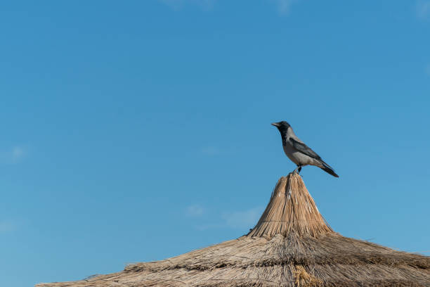 crow on the thatched roof - thatched roof red brick roof imagens e fotografias de stock