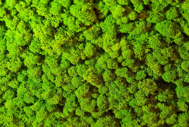 istock Texture of green decorative moss. Natural moss for interior design. 1166167250