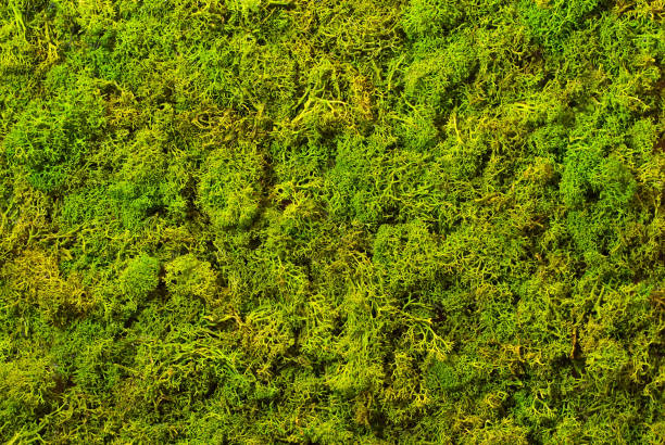 istock Texture of green decorative moss. Natural moss for interior design. 1166167326
