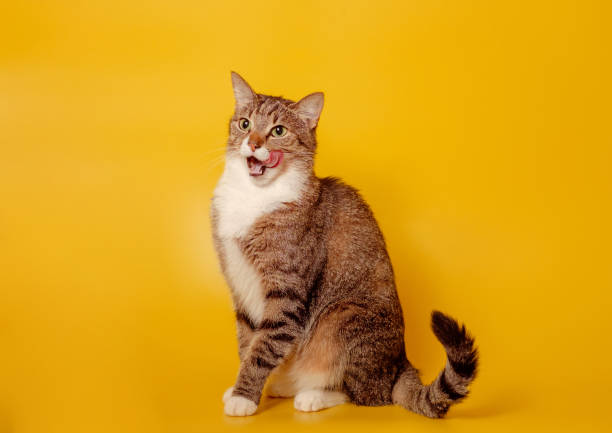 istock cat licks nose on yellow background 1166167801