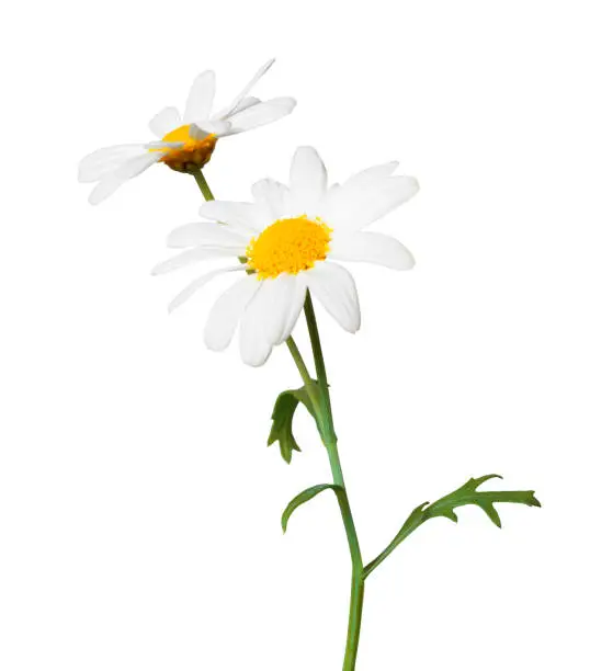 White Daisies (Marguerite) isolated on white background, including clipping path. Germany