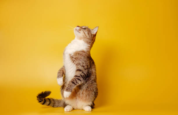 istock cat is sitting on hind legs on yellow background 1166167851