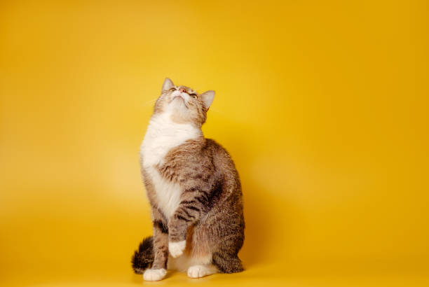istock cat is sitting on hind legs on yellow background 1166168538
