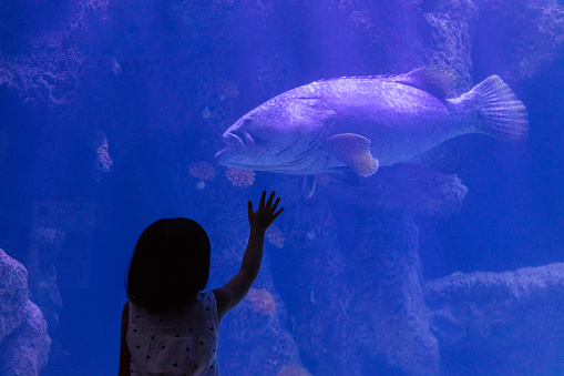 Asian Little Chinese Girl watching fishes