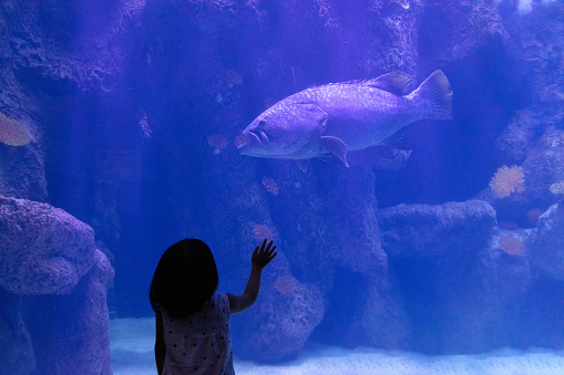 Asian Little Chinese Girl watching fishes in the aquarium