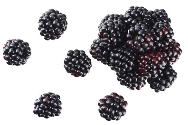 istock blackberries isolated on a white background. top view 1166170125