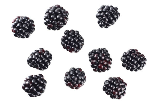 istock blackberries isolated on a white background. top view 1166170298