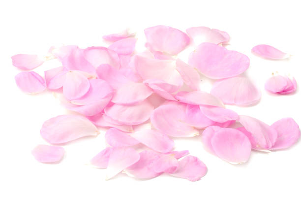 istock pink rose petals isolated on white background 1166170321