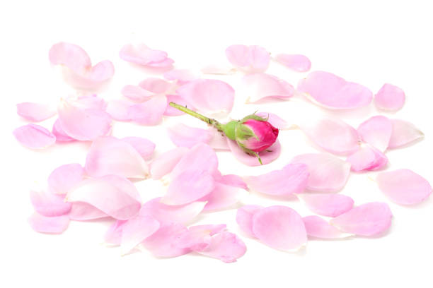 istock pink rose petals isolated on white background 1166170962