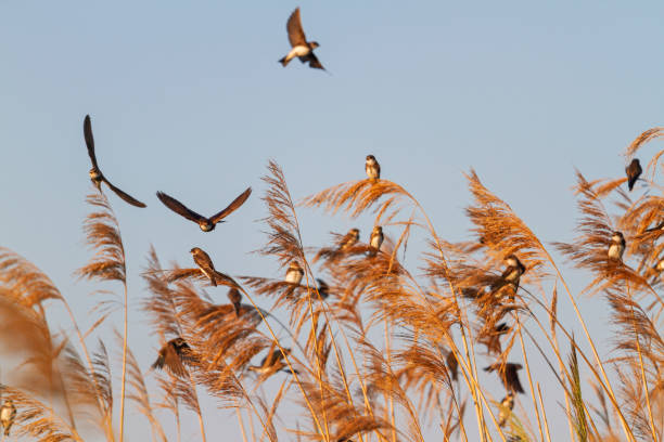 istock wild birds fly and sit on a reed during autumn migration 1166171458