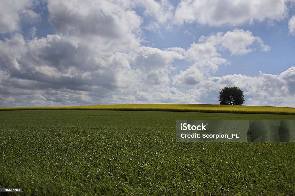 Verde-giallo campo e Albero solitario-Paesaggio - Foto stock royalty-free di Agricoltura