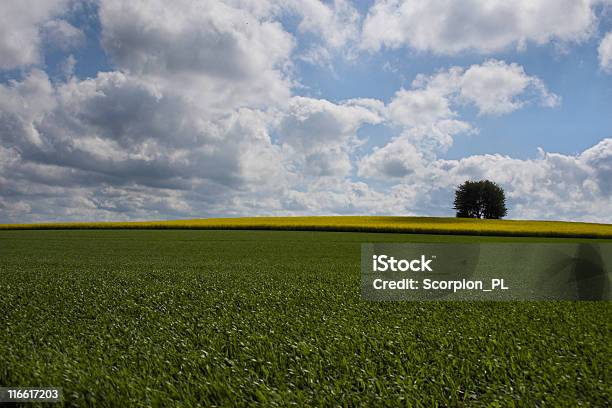 Verdegiallo Campo E Albero Solitariopaesaggio - Fotografie stock e altre immagini di Agricoltura - Agricoltura, Albero, Ambientazione esterna