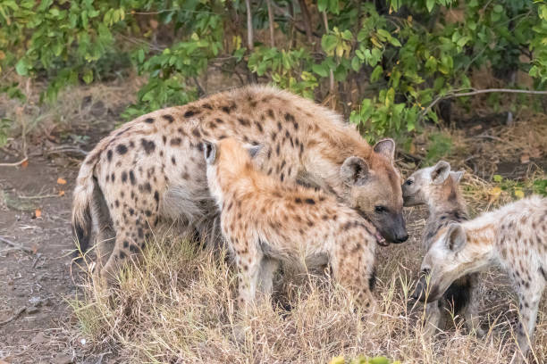 istock Spotted hyaena mother, Crocuta crocuta, with three cubs 1166172559
