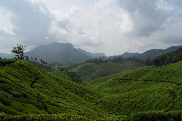 istock Tea estate Munnar, Kerala, India 1166172674
