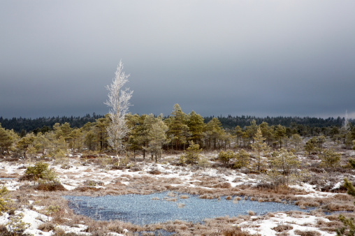 Nordic frosty winter swamp landscape
