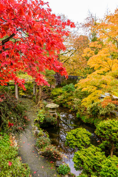 istock Acer Palmatium trees with red and orange foilage during autumn 1166175229