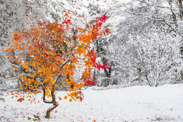 istock Tree with autumn coloured leaves in a snowy garden. 1166176486