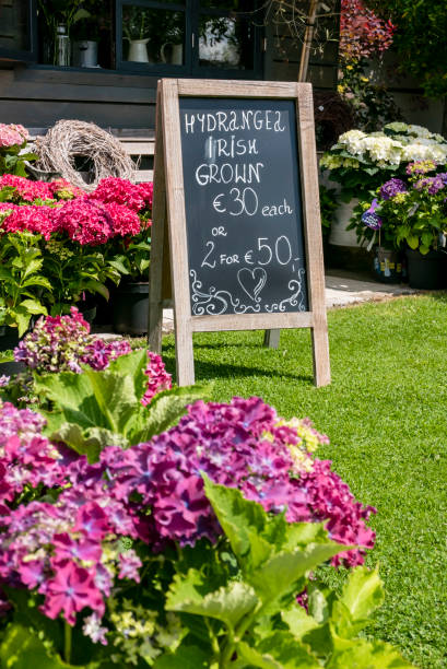 istock Blackboard advertising hydrangeas for sale. 1166176497