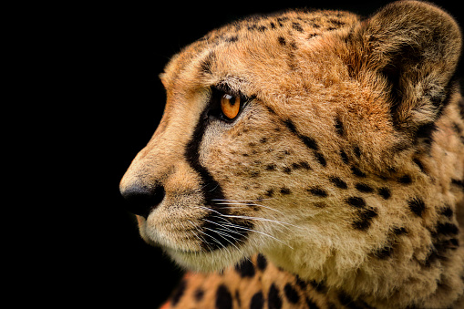Detail Cheetah On Black Background Stock Photo - Download Image Now - Cheetah, Anthropomorphic Face, Animal Head - iStock Detail Cheetah On Black Background Stock Photo - Download Image Now - Cheetah, Anthropomorphic Face, Animal Head - iStock