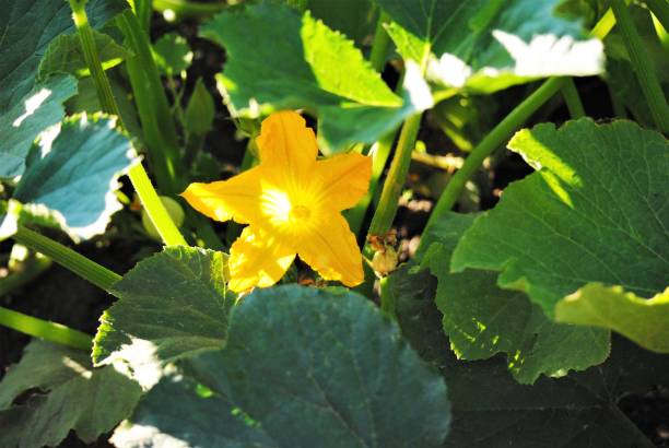 planta de calabacín en flor con el sol brillando sobre ella - zucchini blossom squash single flower fotografías e imágenes de stock