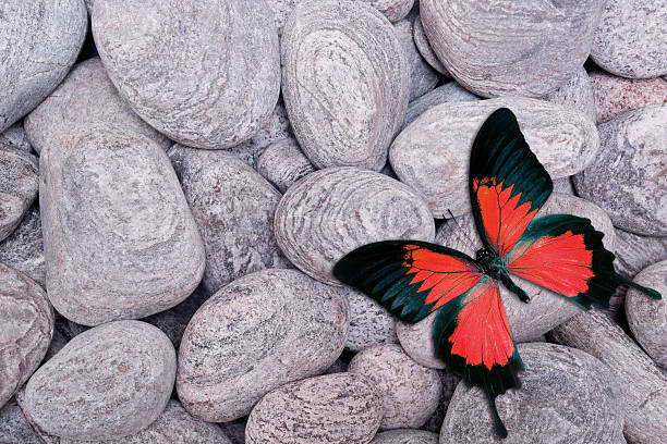 Czerwony motyl na otoczaki – zdjęcie