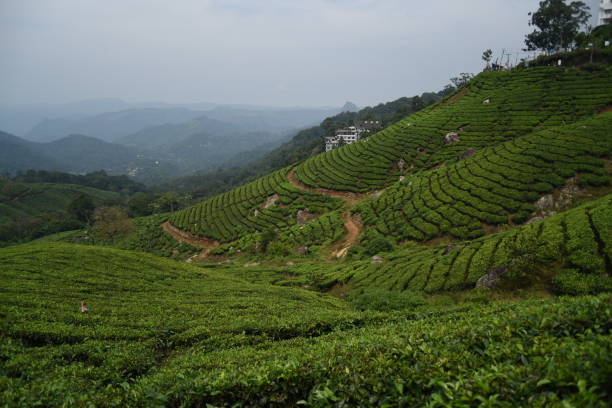 istock Tea estate Munnar, Kerala, India 1166182223