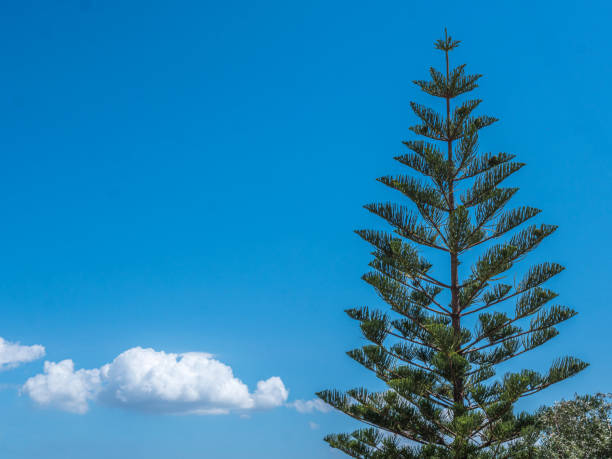 Araucaria heterophylla - Norfolk Island Pine Tree.  Corfu, Greece.