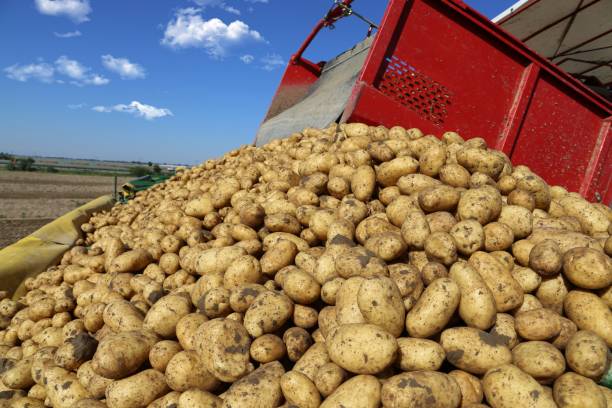 istock Agricultural potato harvest 1166183054